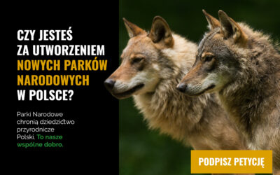 Oddajcie parki narodowi. Jest przedwyborczy apel o ochronę polskiej przyrody
