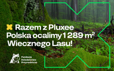Pluxee Polska wspiera program Wieczne Lasy